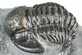 Detailed Gerastos Trilobite Fossil - Morocco #363960-1